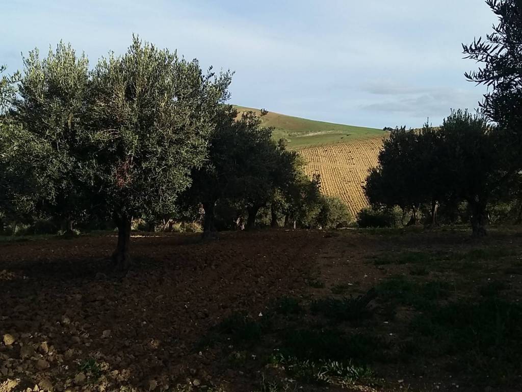 Terreno a Erice in SS113 - Foto 5