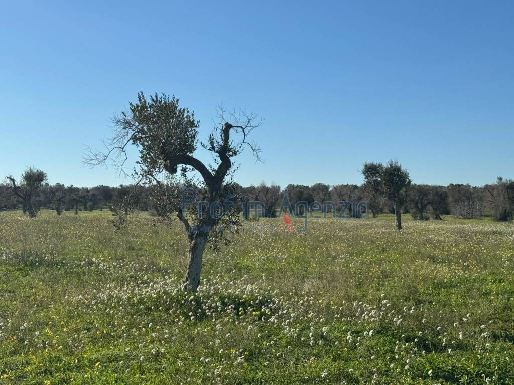 Terreno a Carovigno - Foto 4