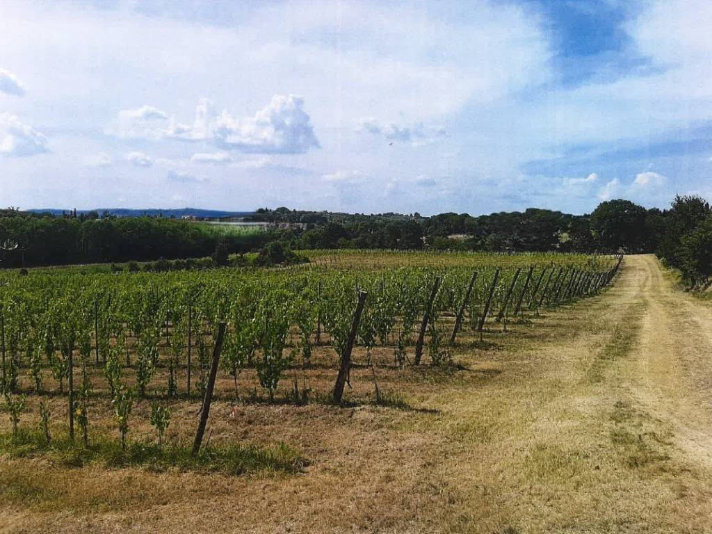 Terreno a Sinalunga - Foto 2