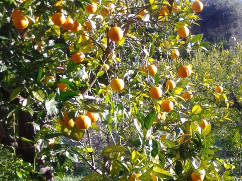 Rustico / casale a Rodi garganico in Contrada Mulino di Mare - Foto 4