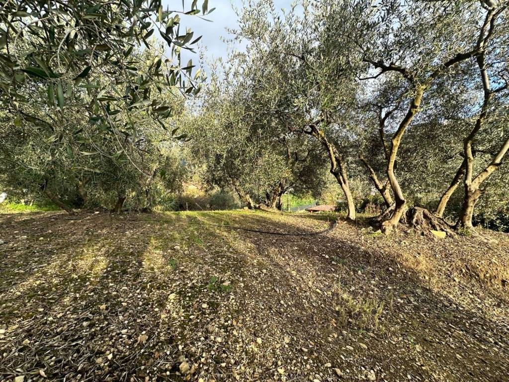 Villa a Vallebona - Foto 4
