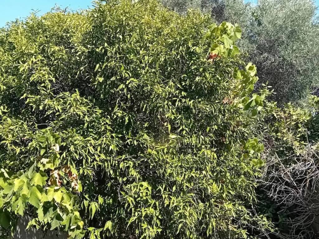 Villa a Solarussa - Foto 4