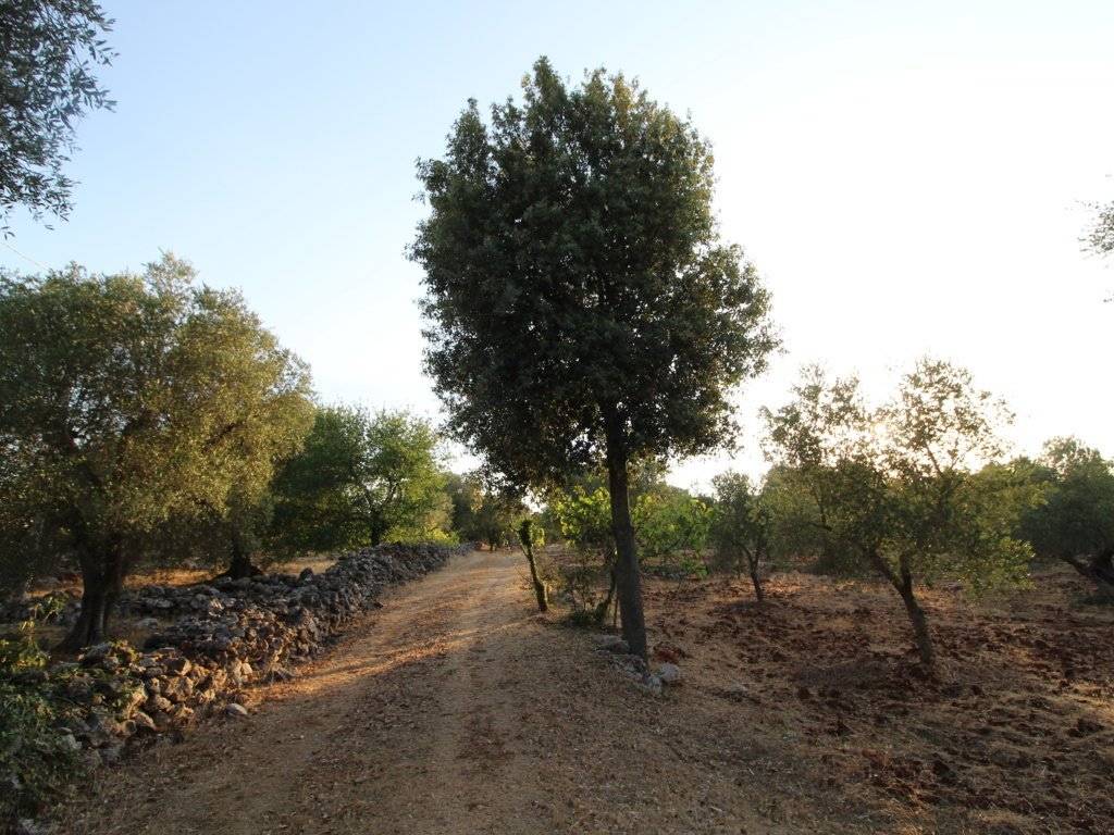 Rustico / casale a Martina franca in Strada Cristi Zona C - Foto 3