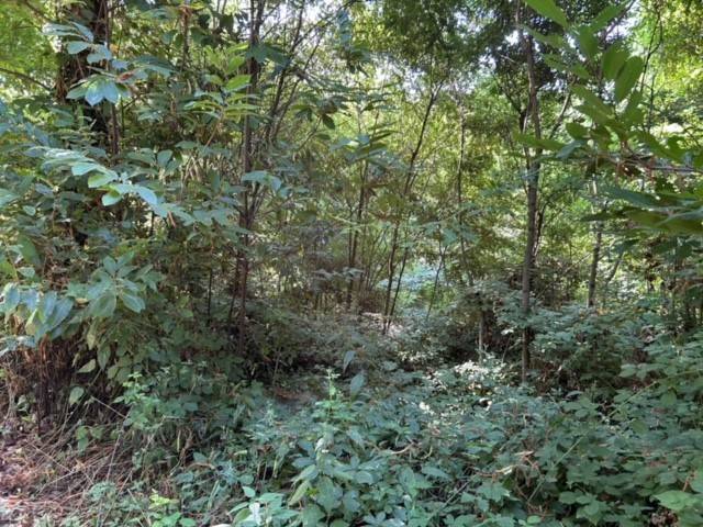 Terreno a Marliana - Foto 3