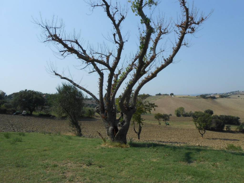 Rustico / casale a Belvedere ostrense in Via Antico, 2 - Foto 4
