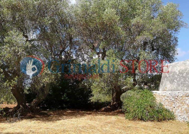 Terreno a Ostuni in ostuni - Foto 2