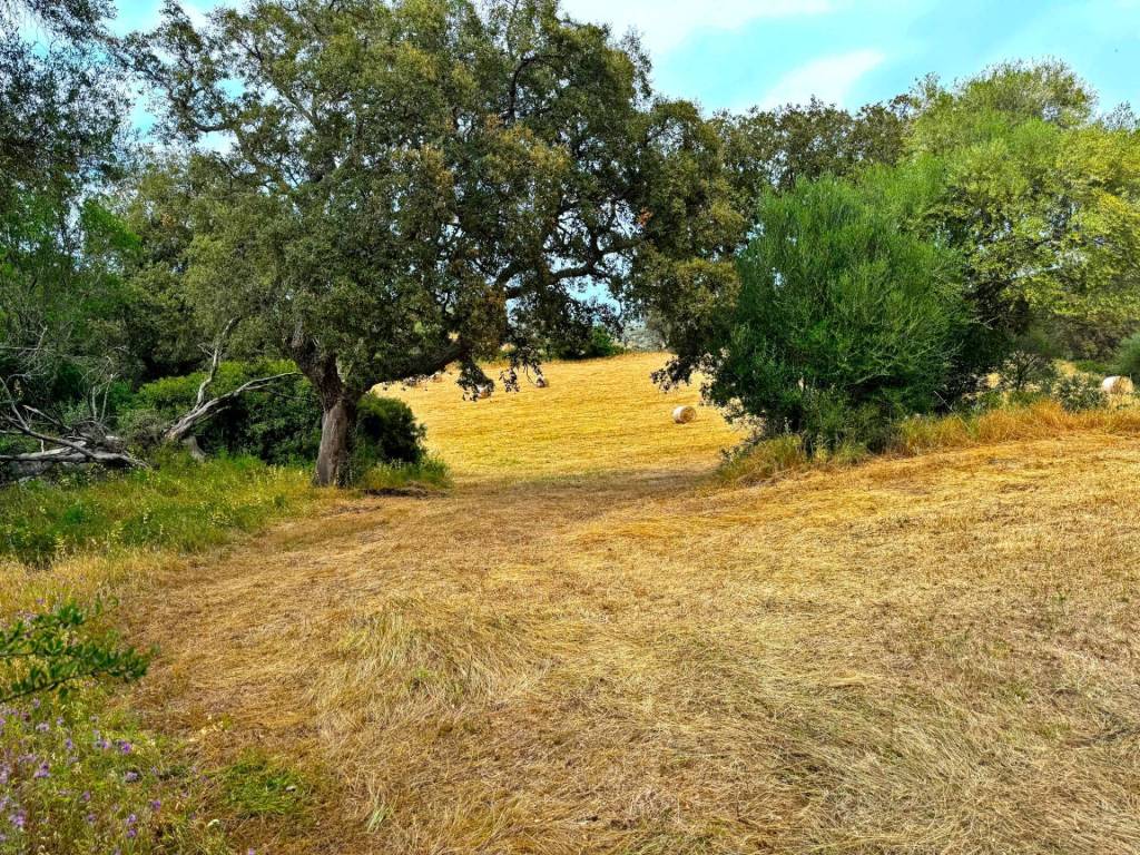 Terreno a Luogosanto - Foto 2