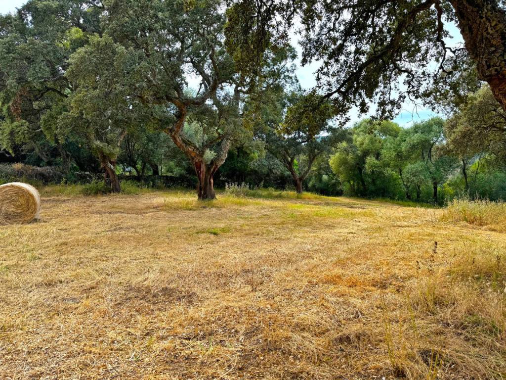 Terreno a Luogosanto - Foto 3