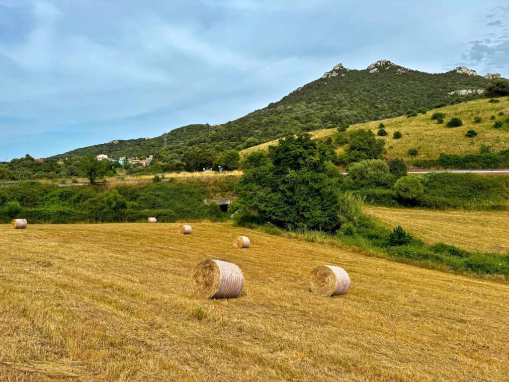 Terreno a Luogosanto - Foto 4