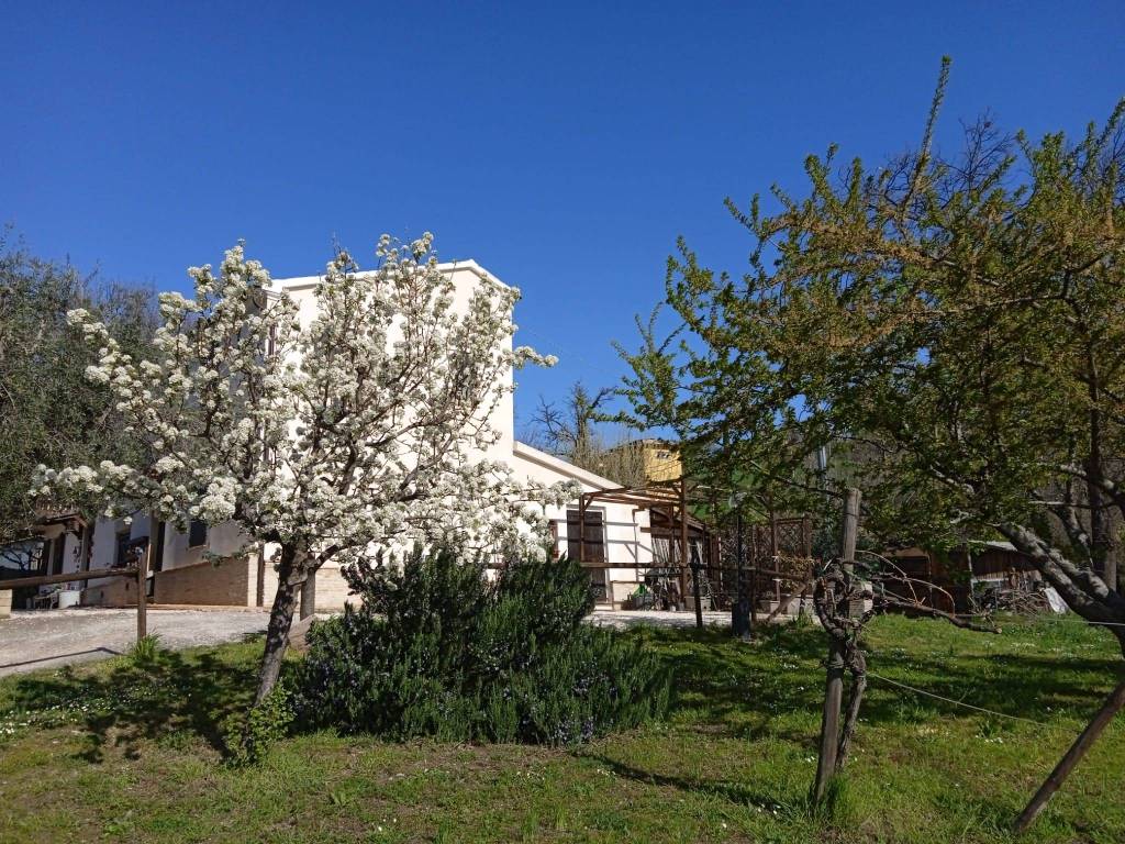 Rustico / casale a Mondavio in Contrada Sant'Isidoro - Foto 3