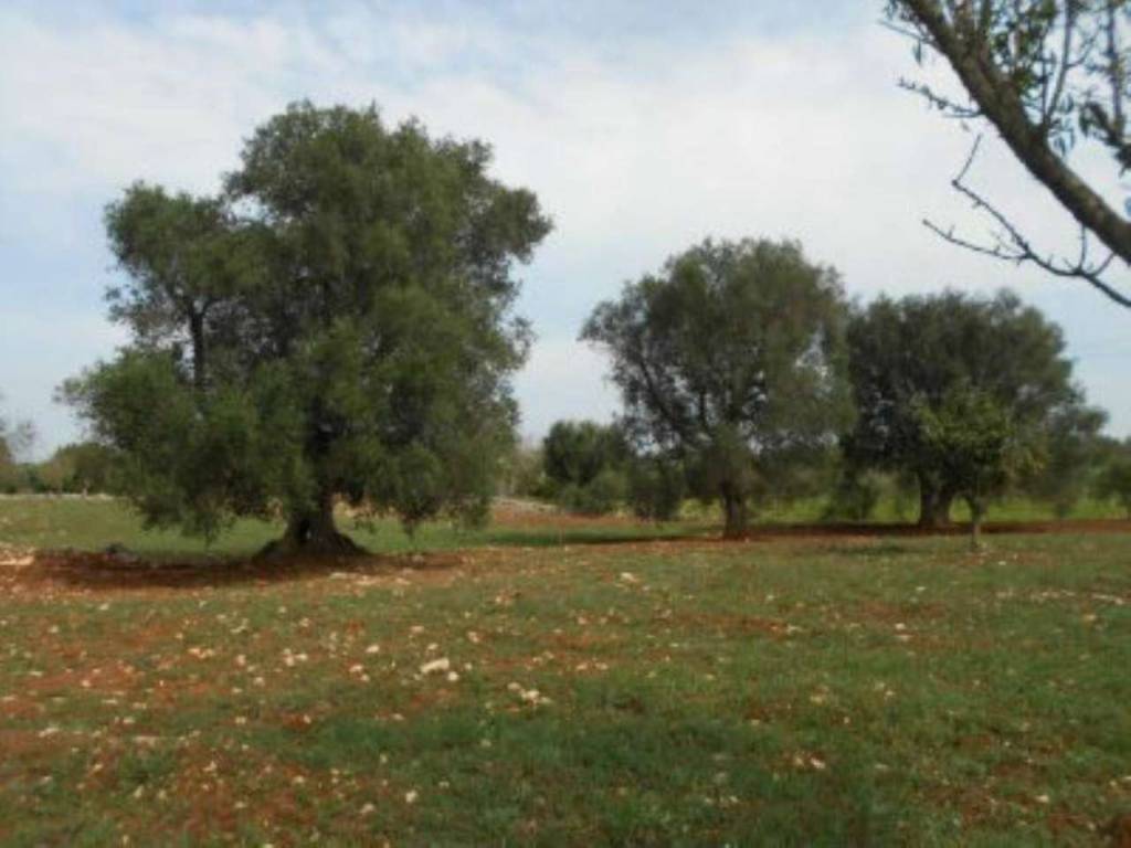 Rustico / casale a Ostuni - Foto 4