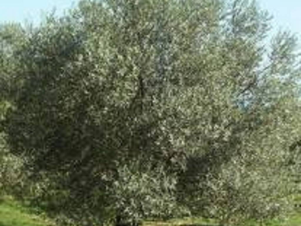 Terreno a Albenga in Via Aurelia - Foto 2