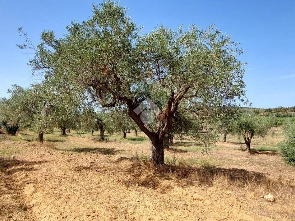 Terreno a Crotone in Località margherita - Foto 4