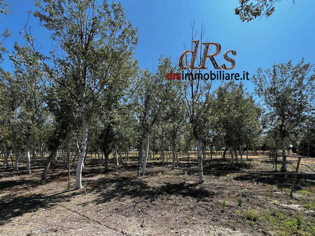 Terreno a Pisticci in Contrada Le Dune - Foto 5