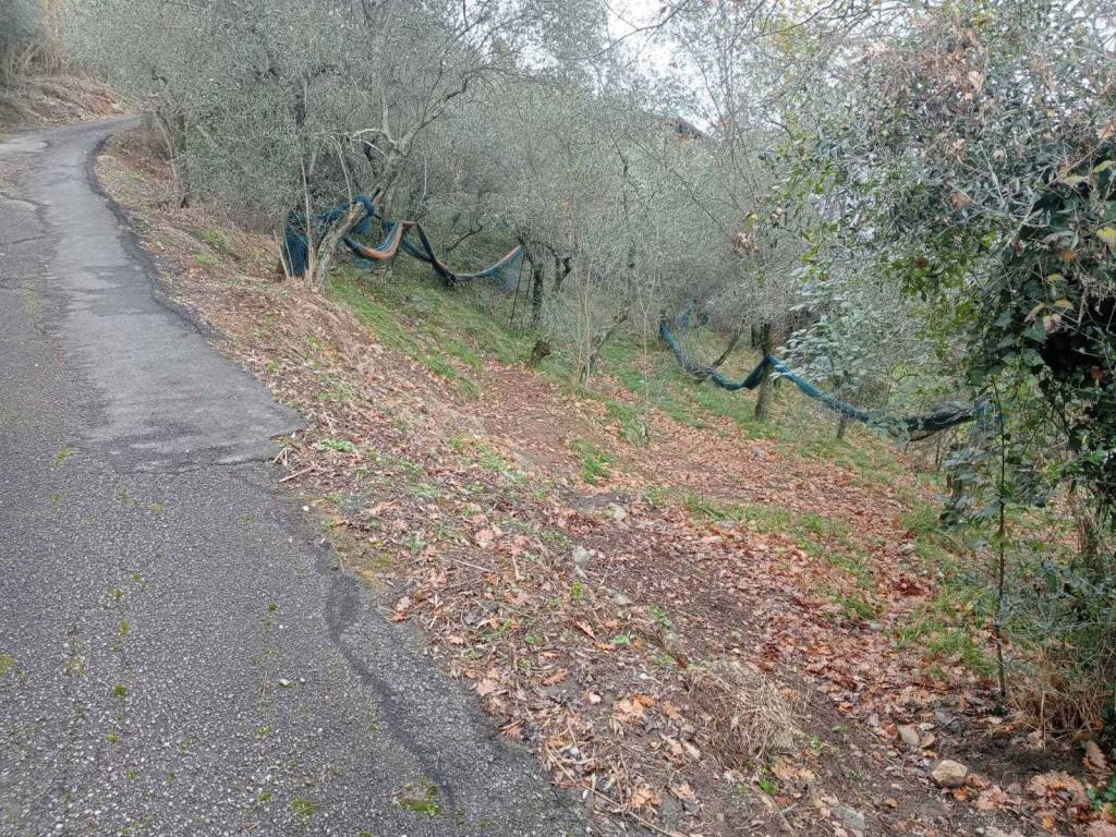 Terreno a Ameglia - Foto 5