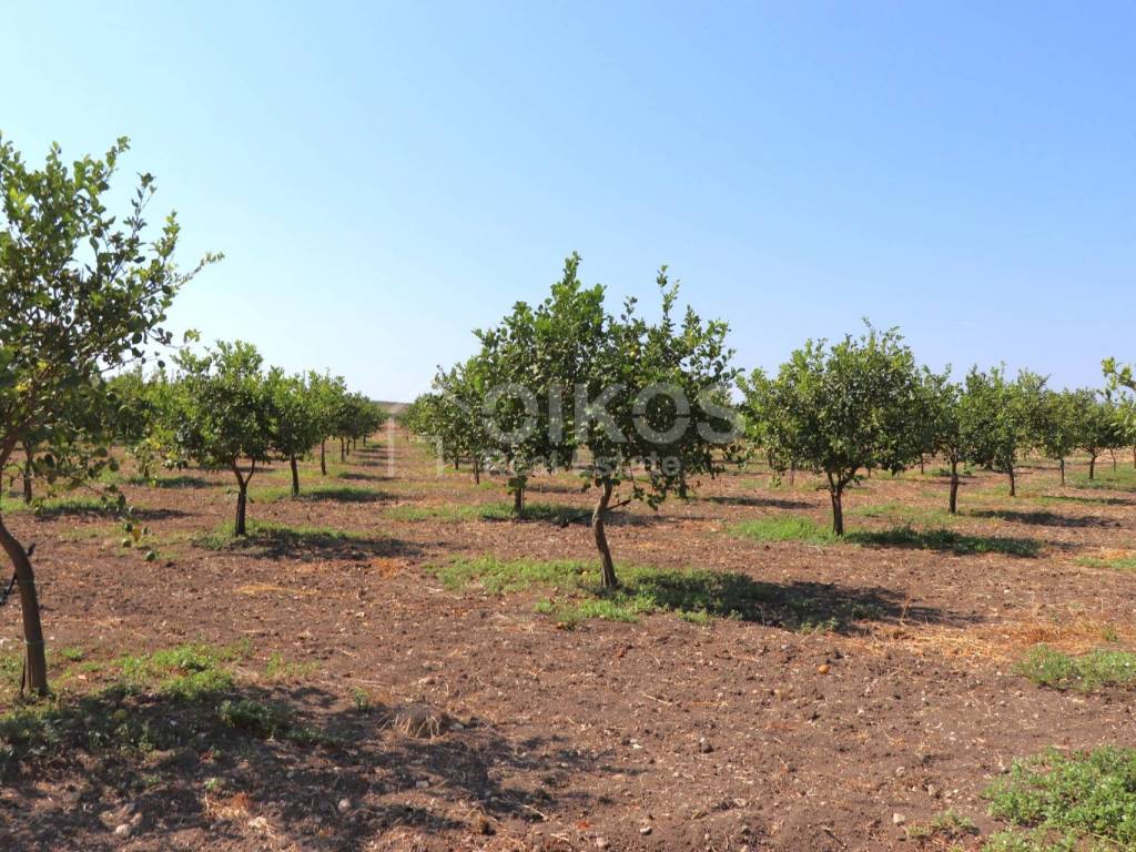 Terreno a Noto in C.da Benuini s.n.c. - Foto 2