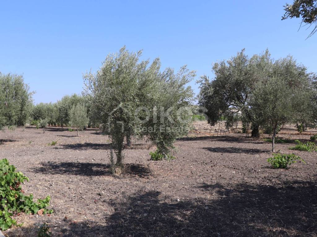 Terreno a Noto in C.da Benuini s.n.c. - Foto 3