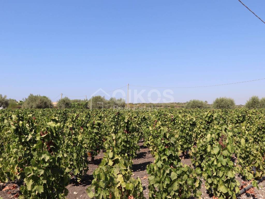Terreno a Noto in C.da Benuini s.n.c. - Foto 4