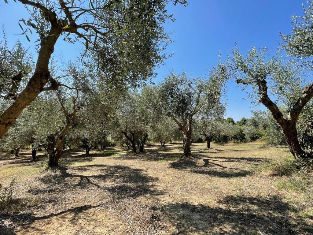 Rustico / casale a Trequanda in Podere Poggio Pieri - Foto 4