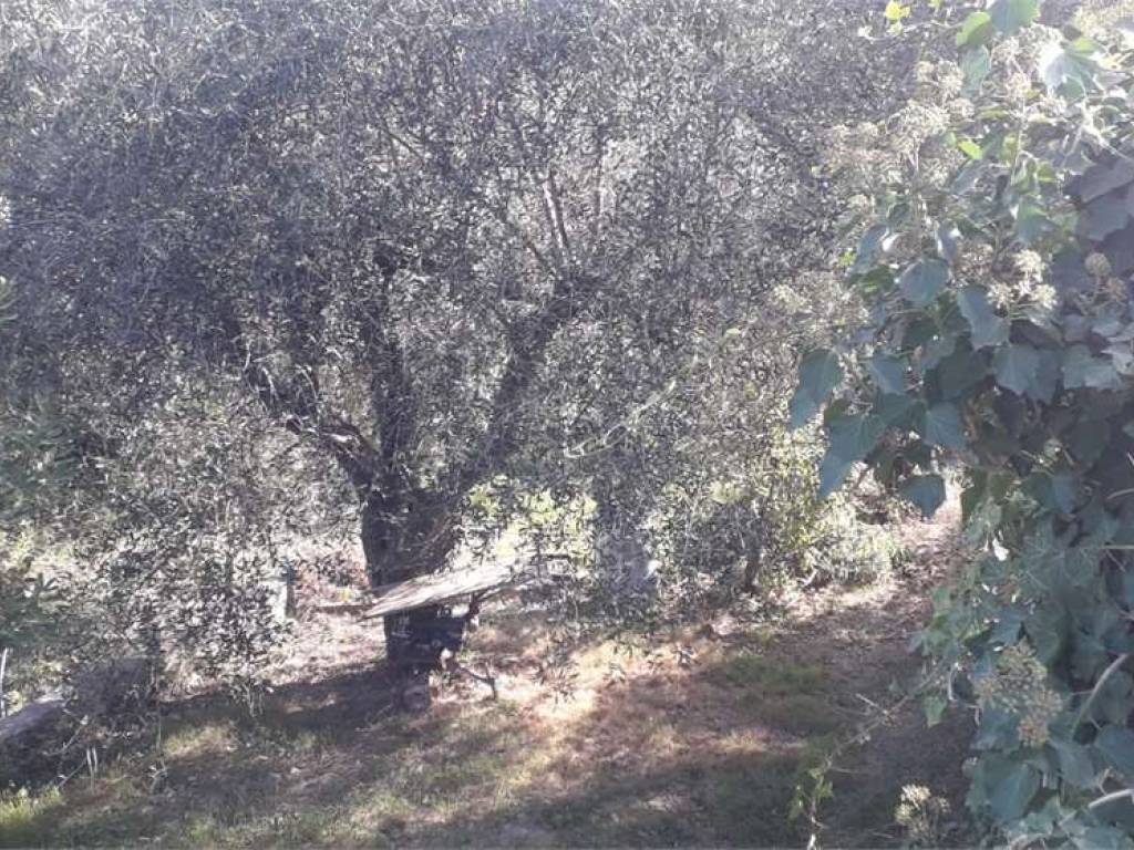 Terreno a Albenga - Foto 4
