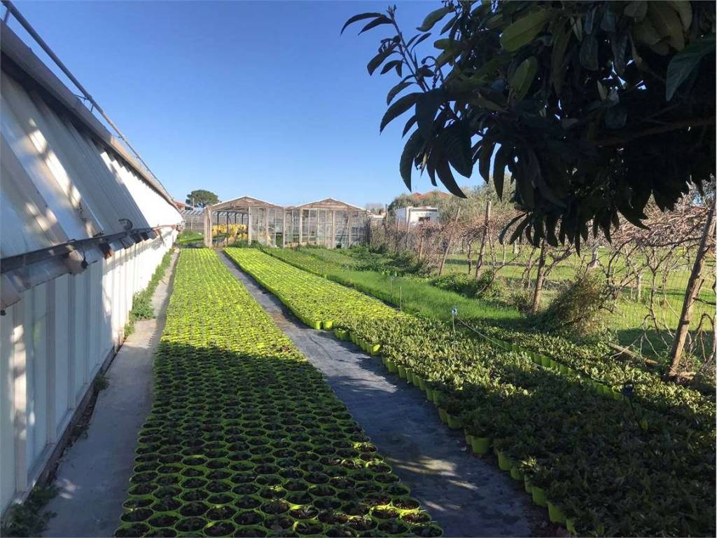 Terreno a Albenga - Foto 4