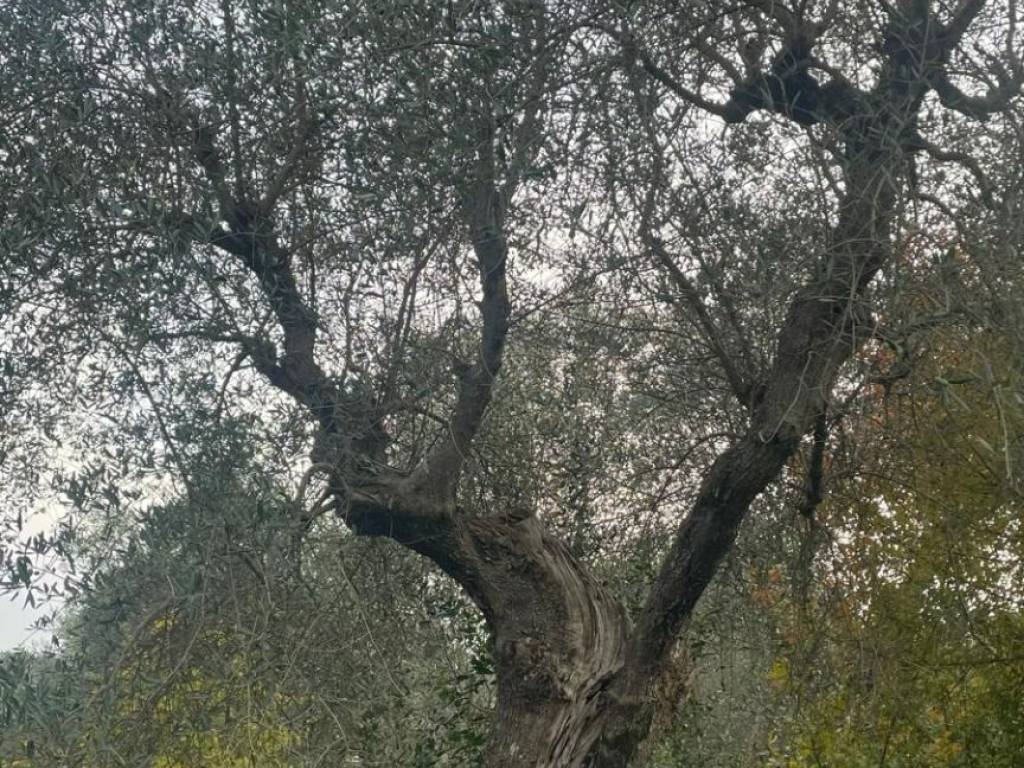 Terreno a Manciano in Strada Provinciale Scansanese - Foto 3