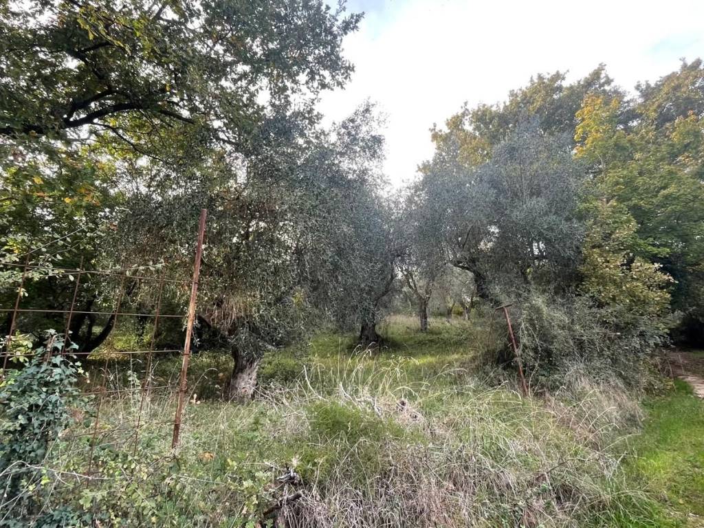 Terreno a Manciano in Strada Provinciale Scansanese - Foto 4