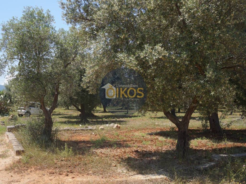 Terreno a Fasano in Contrada Masciola - Foto 4