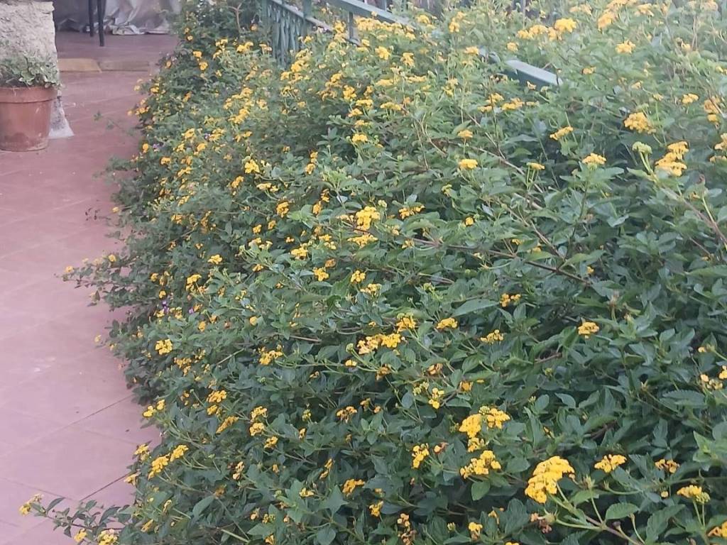 Appartamento a Noli - Foto 4