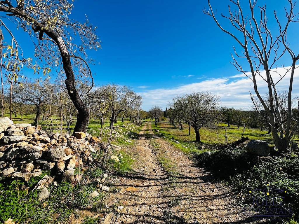 Rustico / casale a Noto in Strada Provinciale Gioi-Zupparda - Foto 3