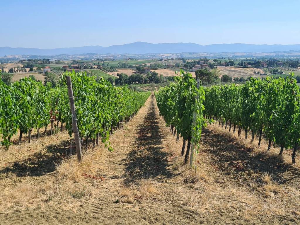 Rustico / casale a Montepulciano in Vicolo della Via Nuova - Foto 4
