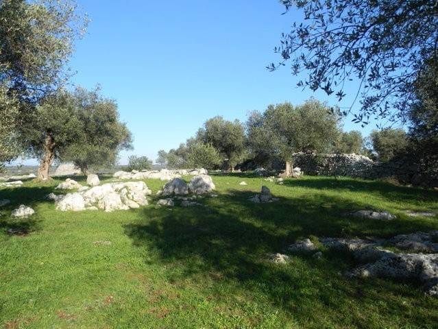 Terreno a Salve in Località Macchia Fersini-Primitivo - Foto 4