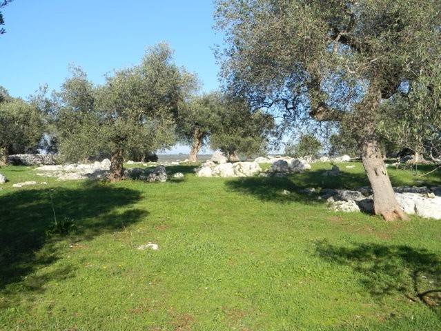 Terreno a Salve in Località Macchia Fersini-Primitivo - Foto 5