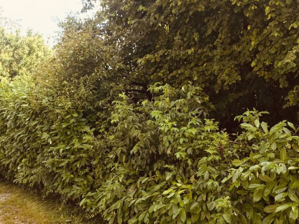 Terreno a Ostiglia - Foto 2
