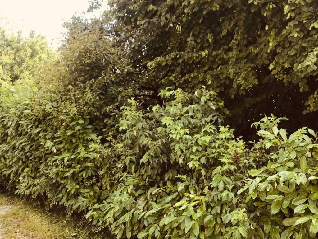 Terreno a Ostiglia - Foto 3