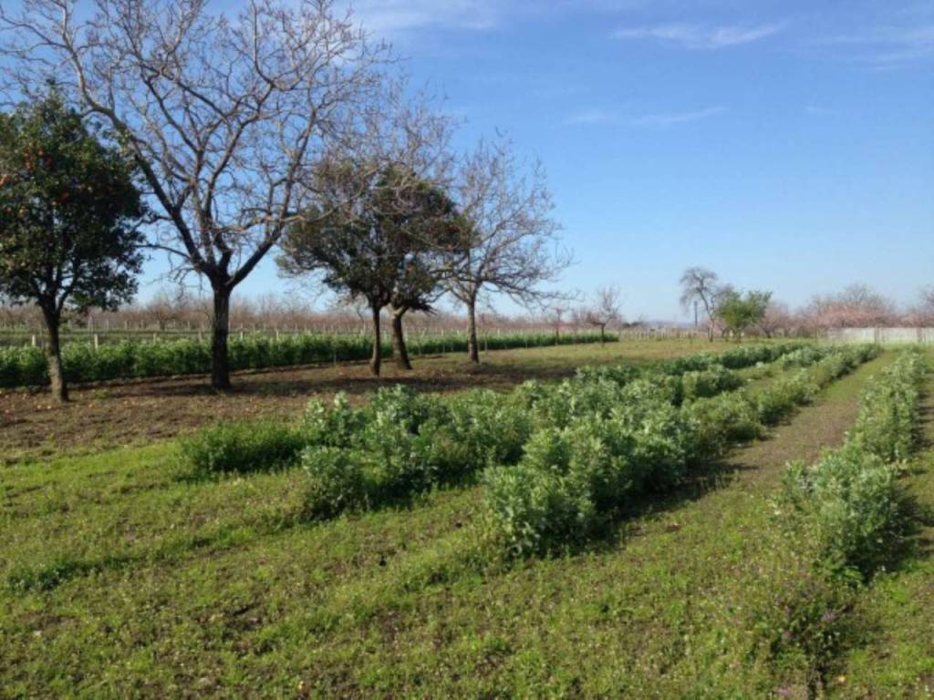 Terreno a Somma vesuviana in paradiso - Foto 1
