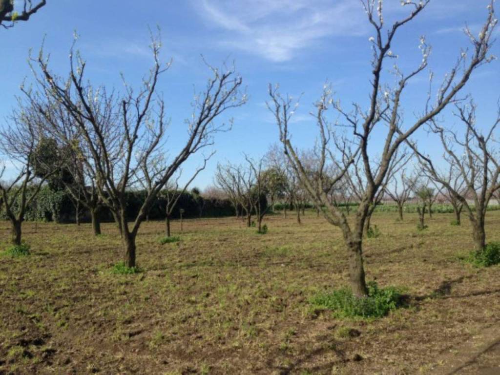 Terreno a Somma vesuviana in paradiso - Foto 5