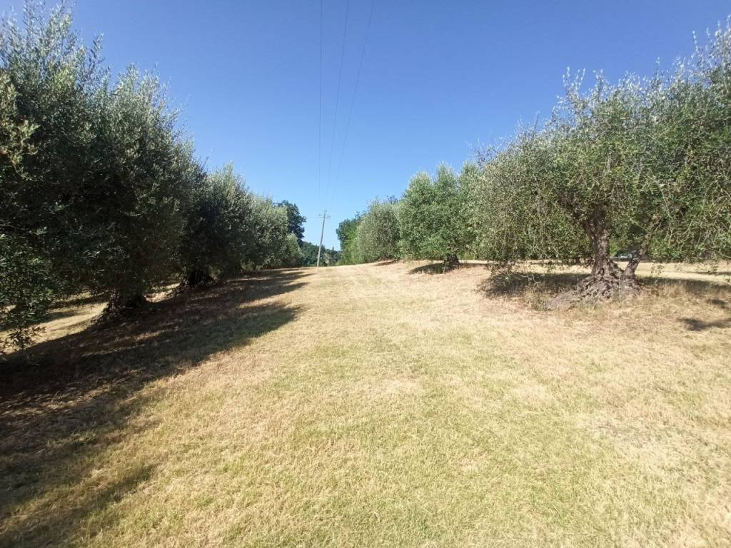 Terreno a Castiglione del lago in Strada Provinciale di Pozzuolo Tratto 2 - Foto 5
