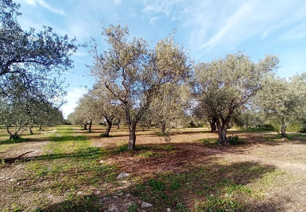 Terreno a Sassari in Strada Provinciale Sassari-Argentiera, 112 - Foto 4