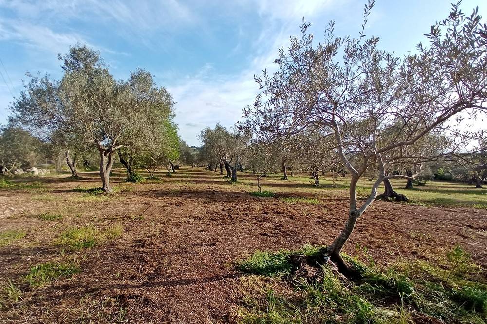 Terreno a Sassari in Strada Provinciale Sassari-Argentiera, 112 - Foto 5