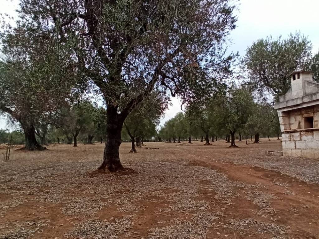 Rustico / casale a Francavilla fontana in Contrada Grappone - Foto 3