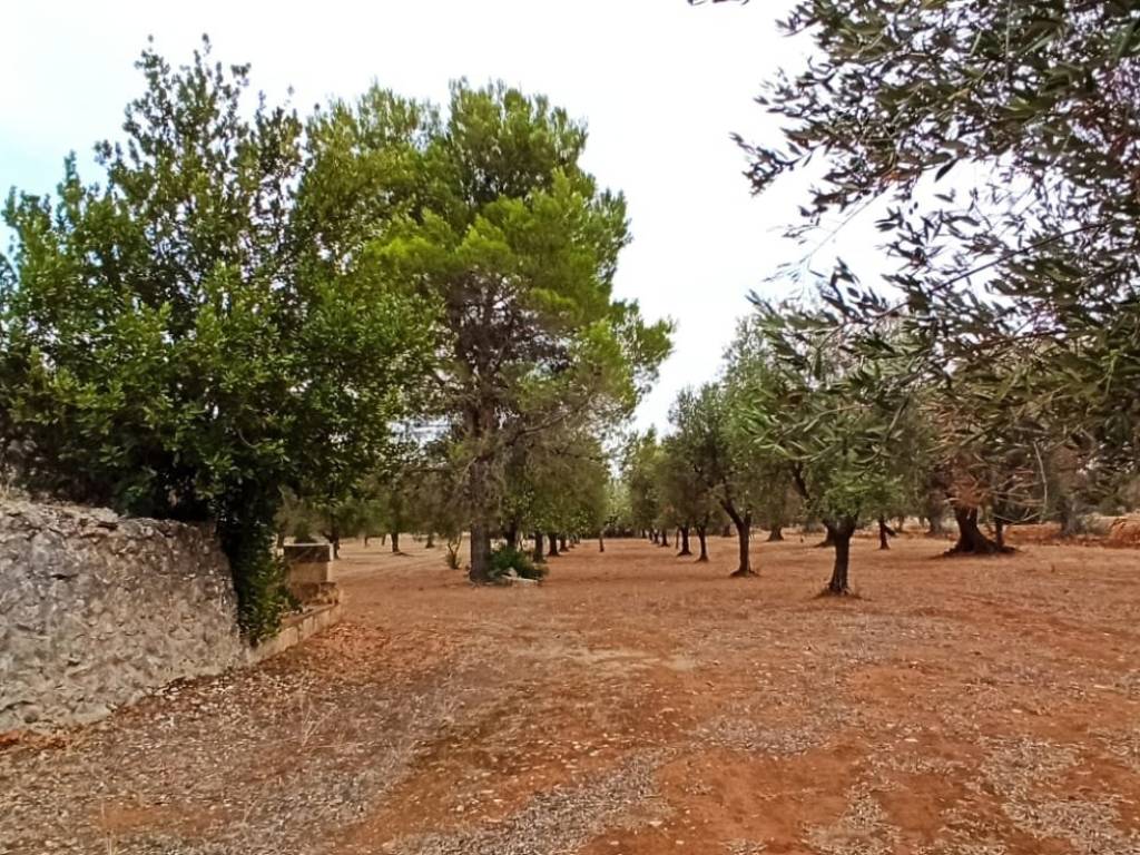 Rustico / casale a Francavilla fontana in Contrada Grappone - Foto 5