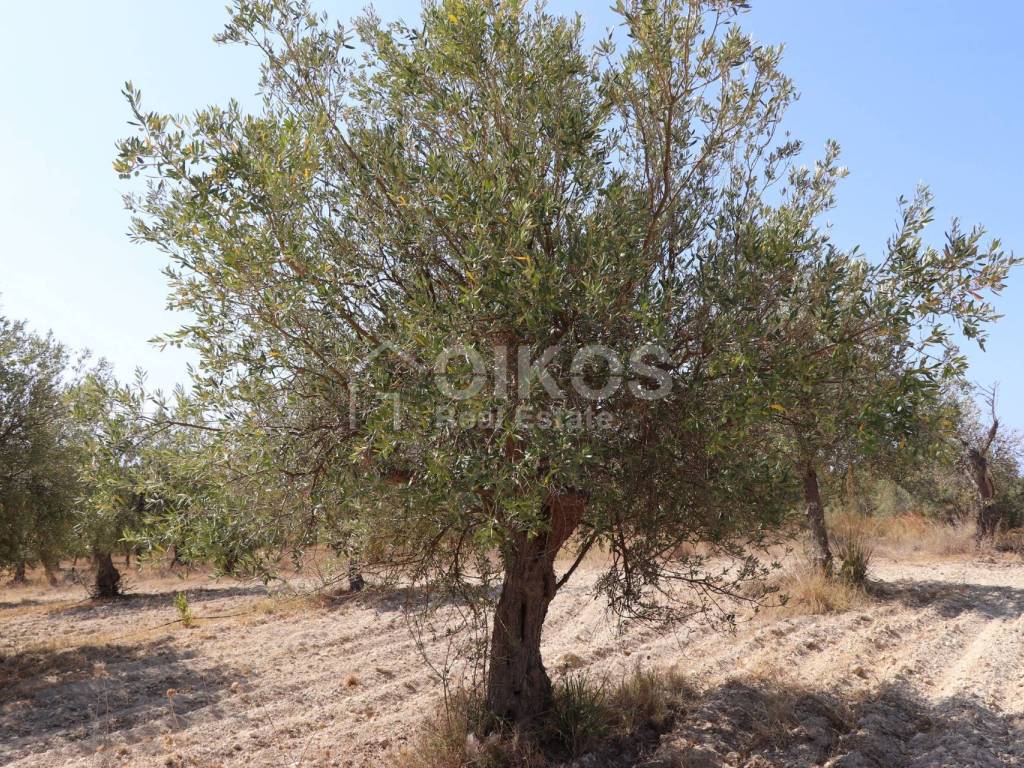 Terreno a Noto in C.da Bommiscuro - Foto 5