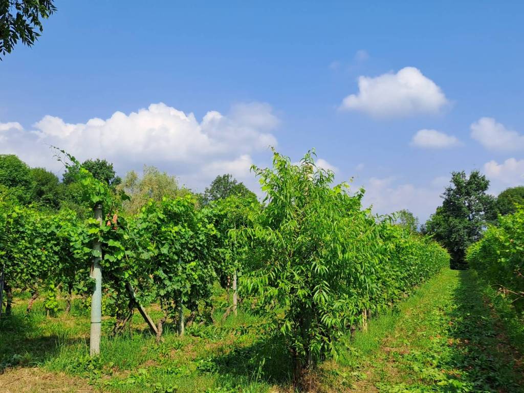 Terreno a Bagnolo piemonte - Foto 3