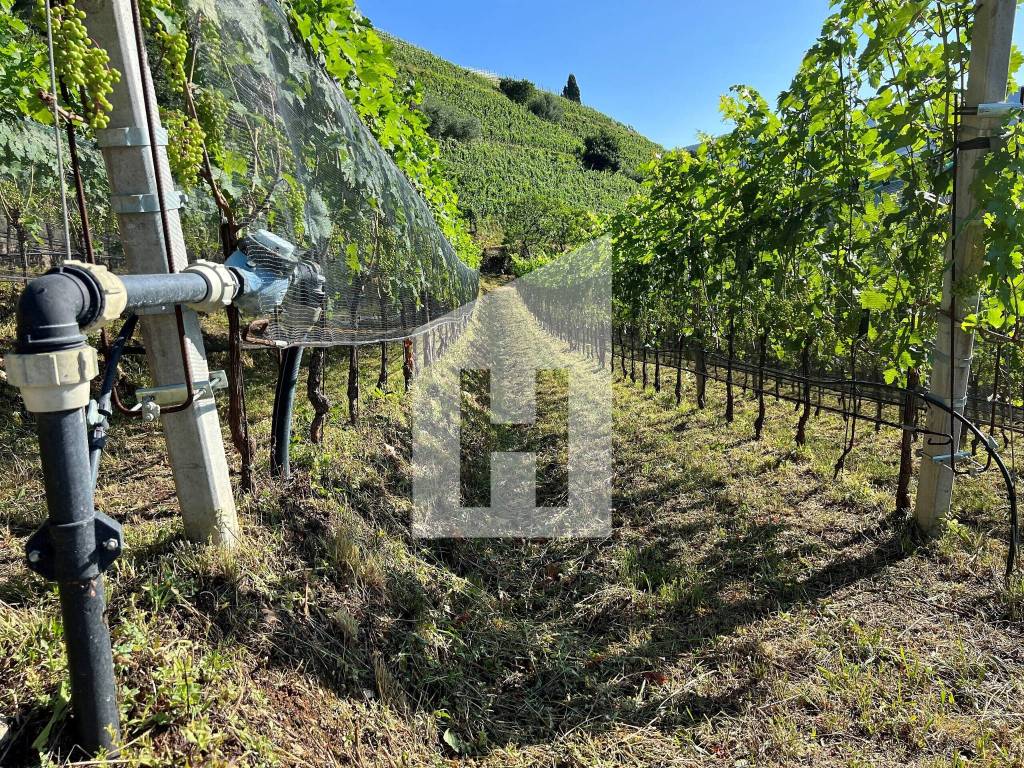 Terreno a Caldaro sulla strada del vino - Foto 5