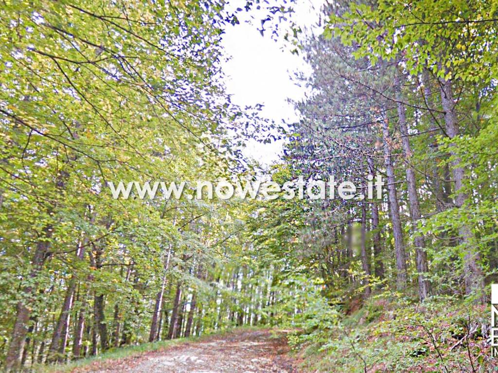Terreno a Chiusi della verna in Strada Provinciale della Verna - Foto 3