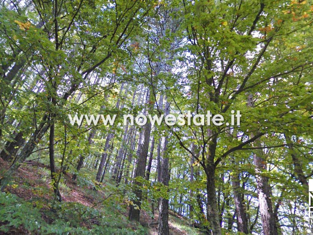 Terreno a Chiusi della verna in Strada Provinciale della Verna - Foto 4