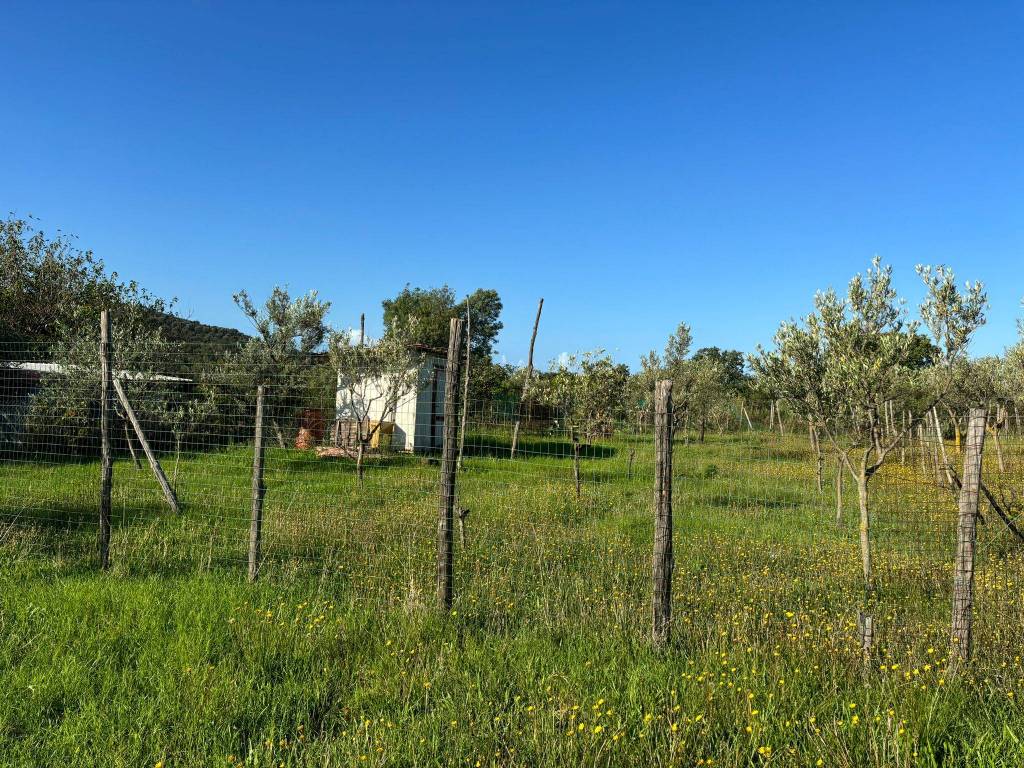 Terreno a Ascea - Foto 3
