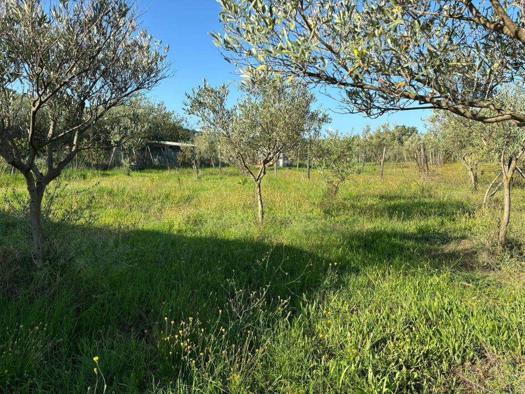 Terreno a Ascea - Foto 4