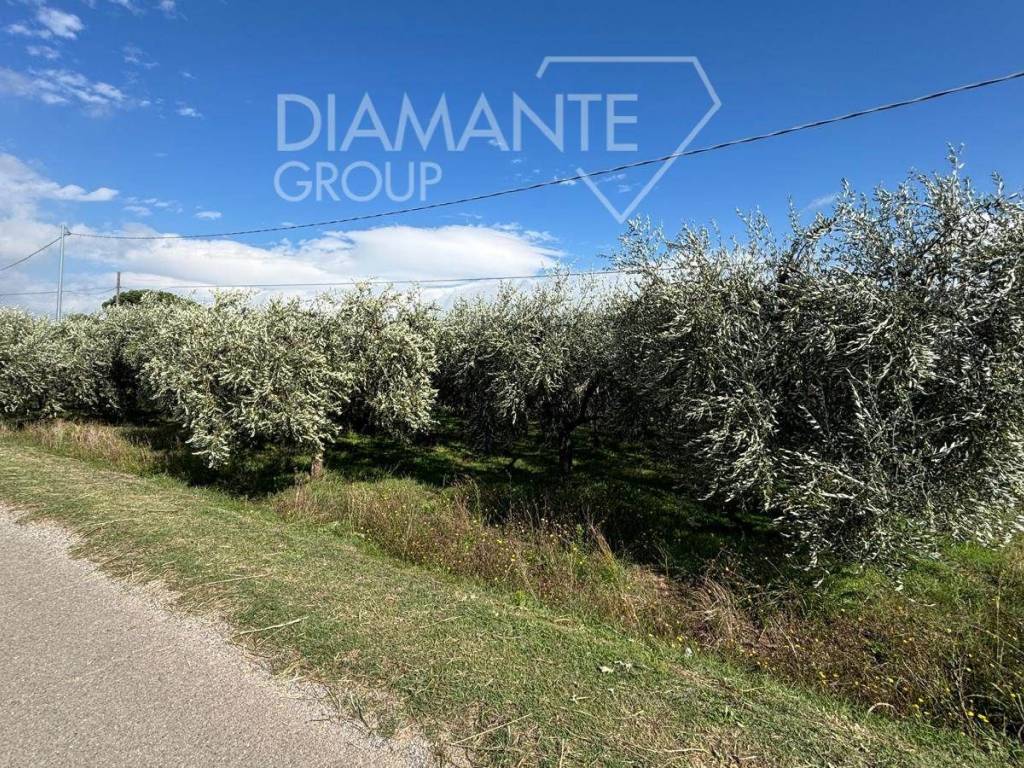 Terreno a Castiglione del lago - Foto 4